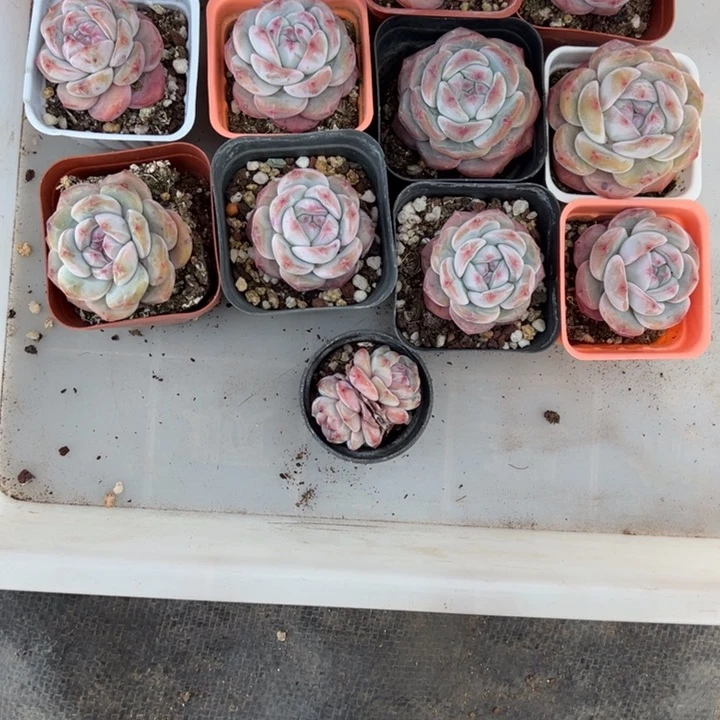 娇娇一物一拍专拍