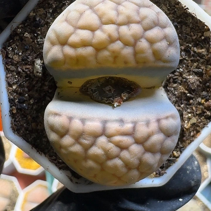 生石花33:：：。  85号