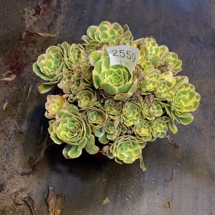 迈巴赫多肉断头不包2559