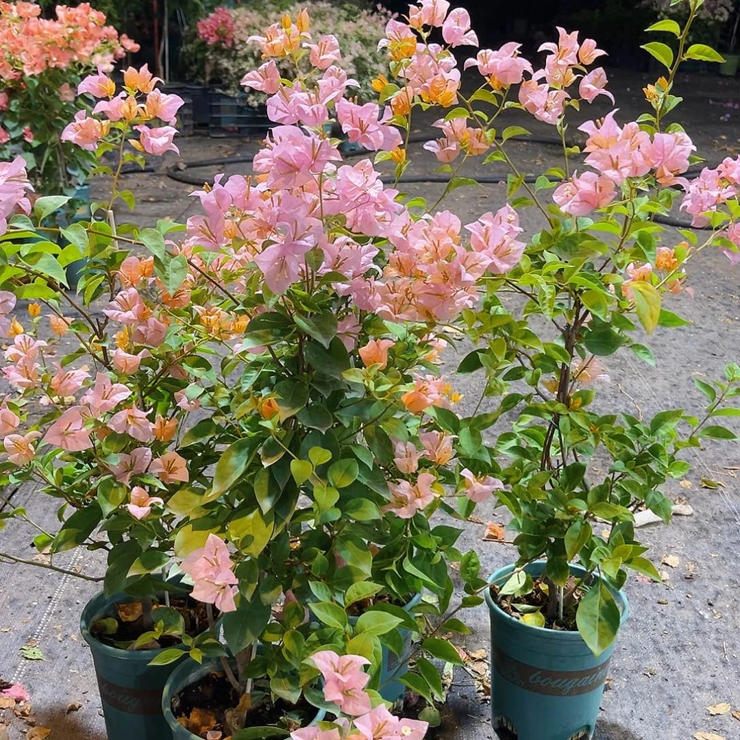 大部分开放少量花苞金发女郎带竹一颗