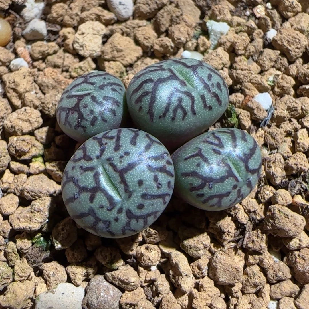 肉锥多肉植物组合-墨257