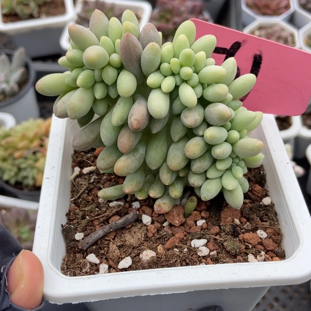 561汤圆缀多肉植物