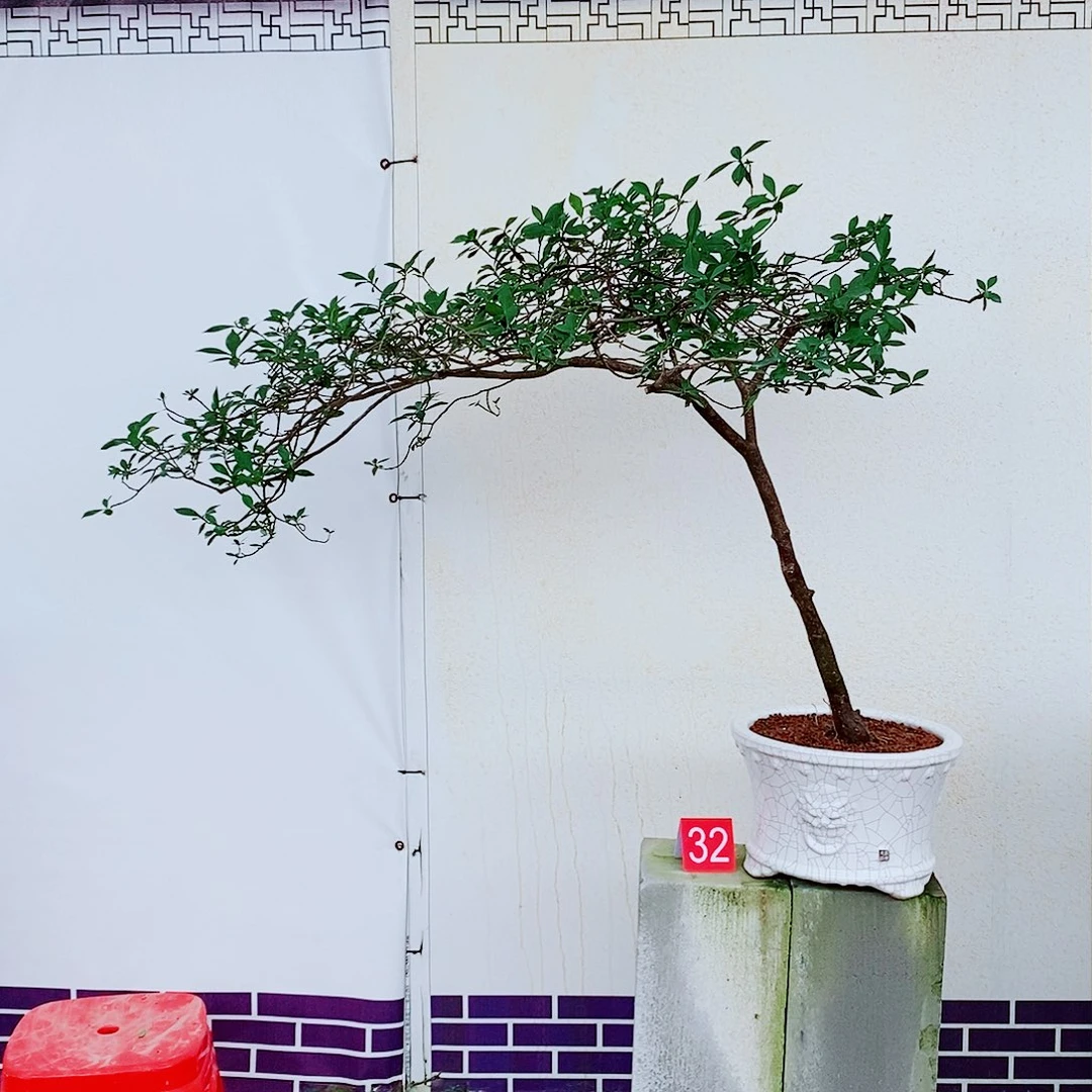 海岛栀子花一物一拍
