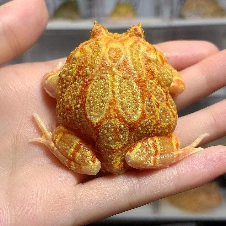 角蛙1258南瓜南瓜南瓜