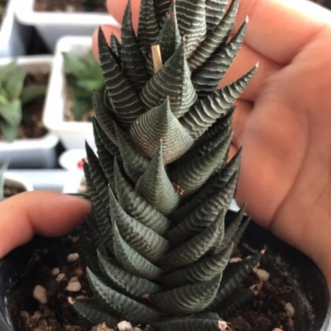 白马硬叶母本带盆发货