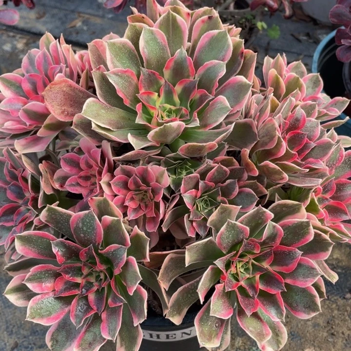 831皇后精品法师多肉