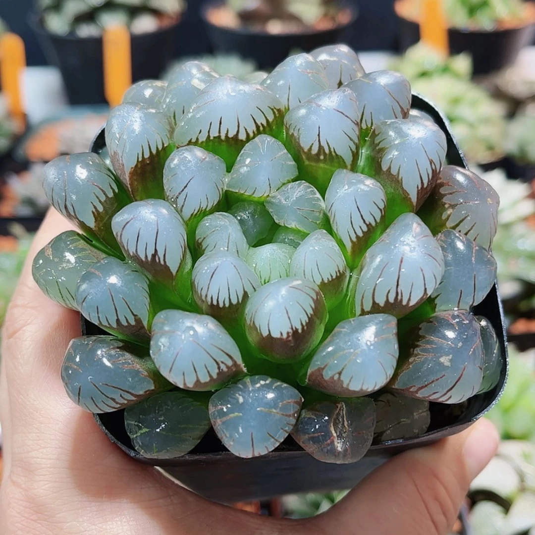 【闪购商品】潘氏冰灯