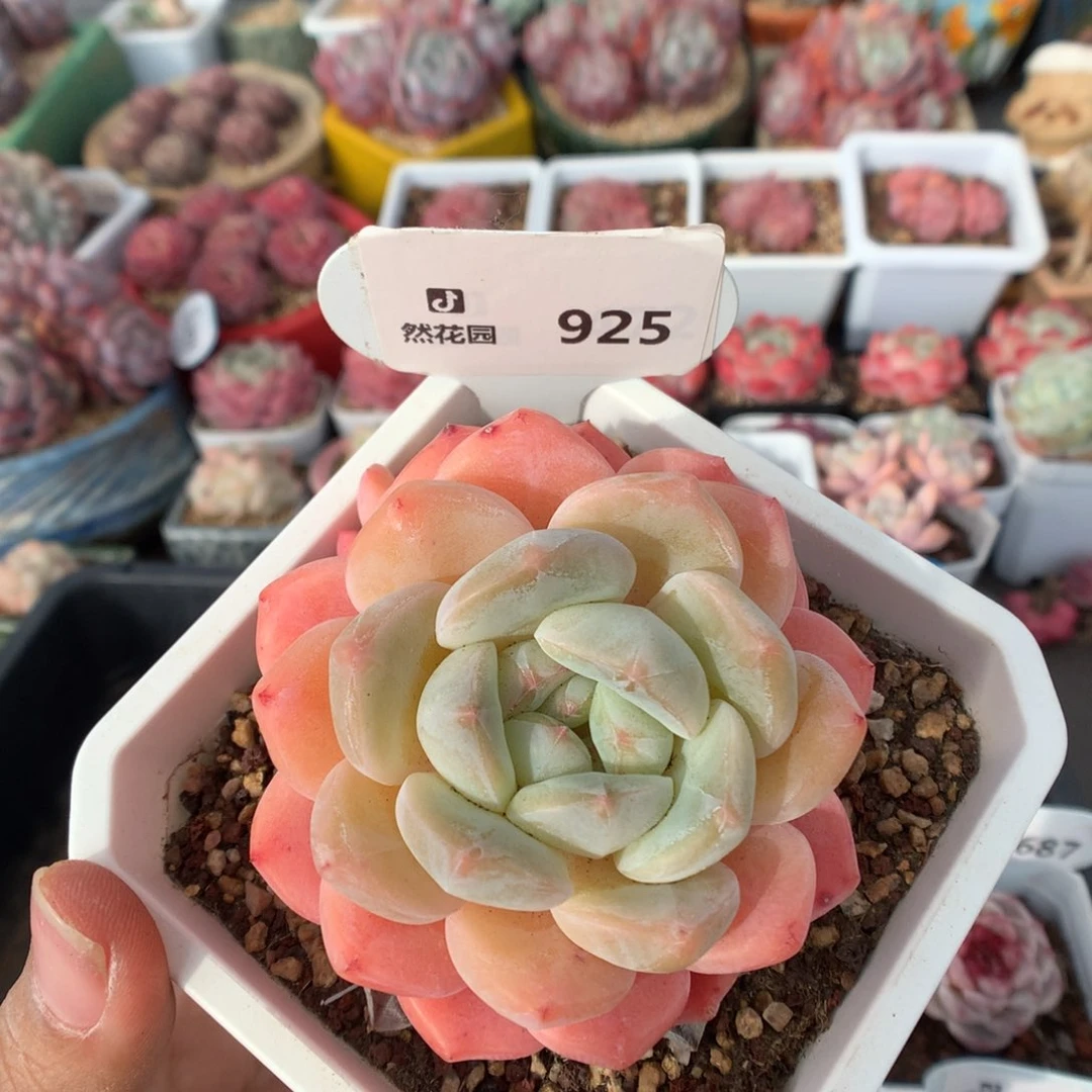 925糖心B06多肉植物