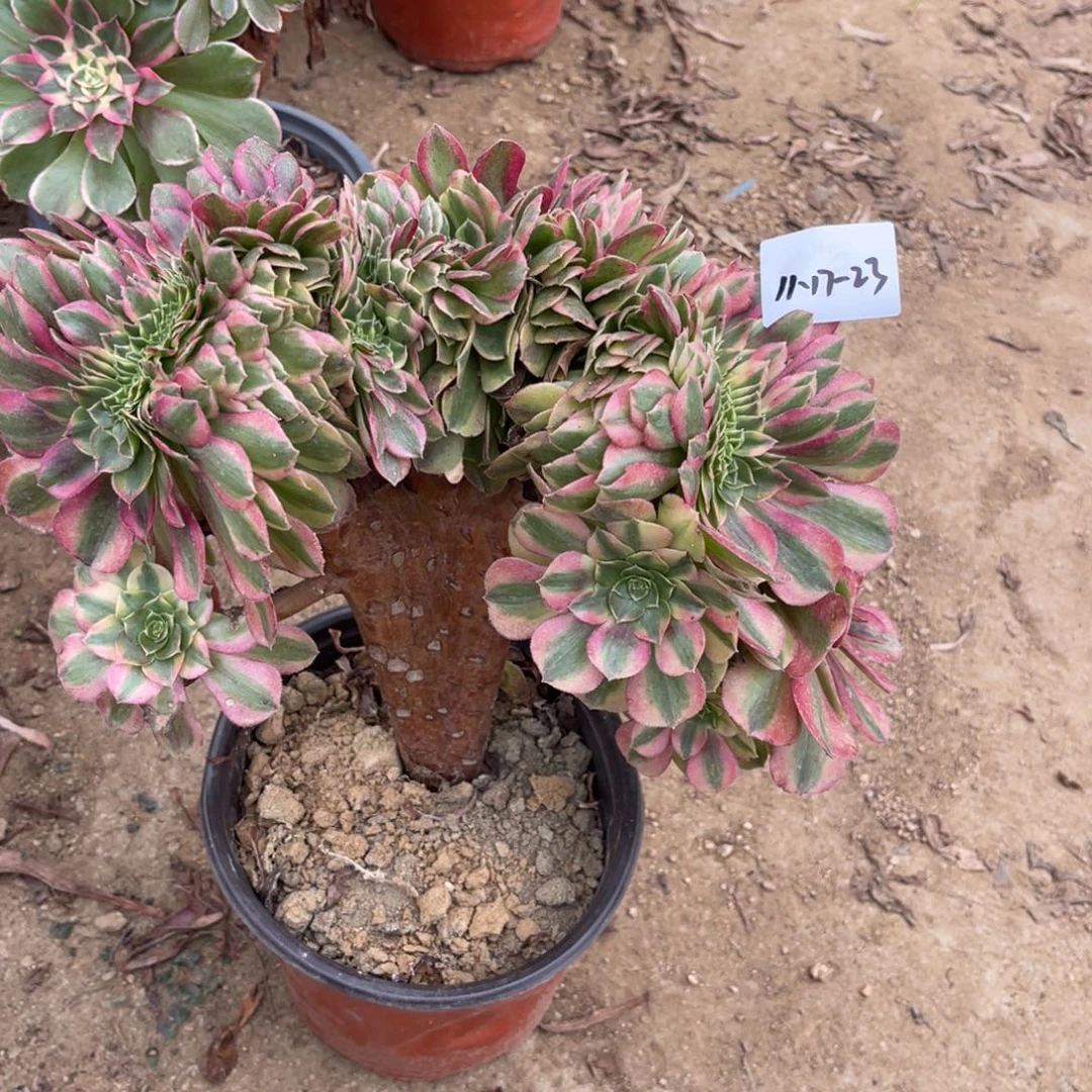 11-17-23雨荷缀化法师锦