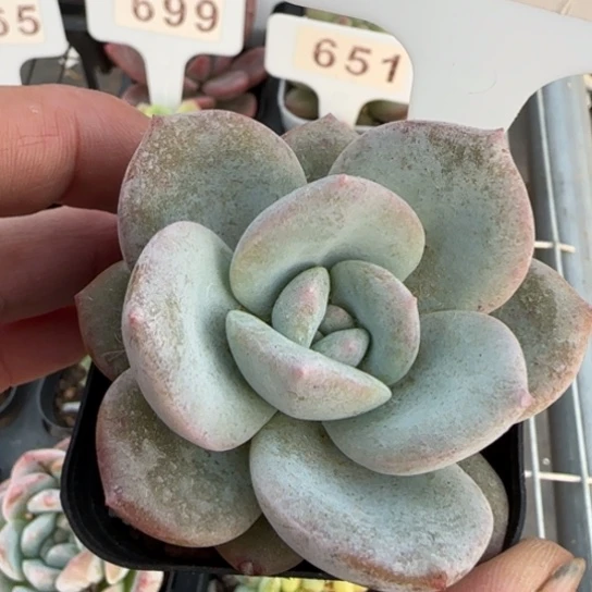 682凤橙一物一拍多肉