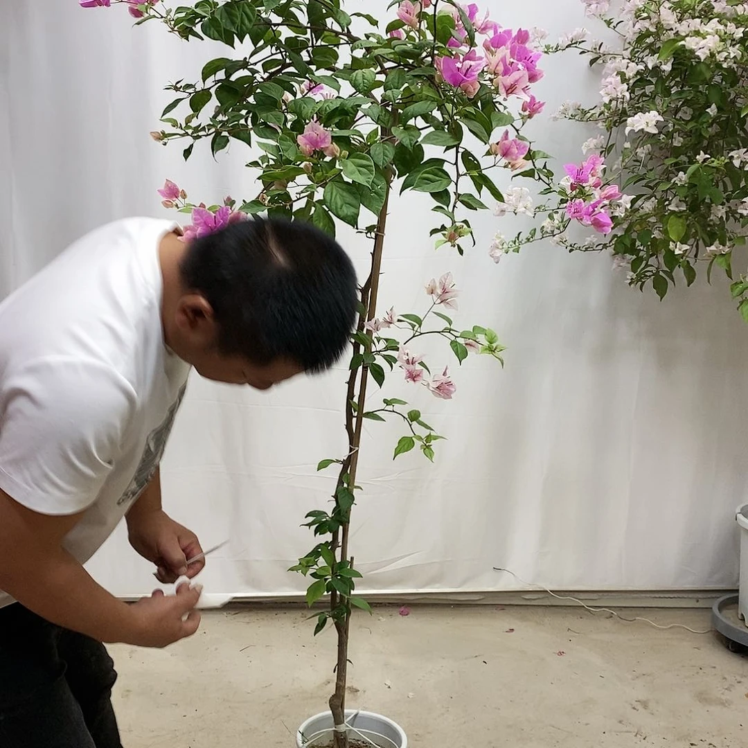 大部分花苞少量开放