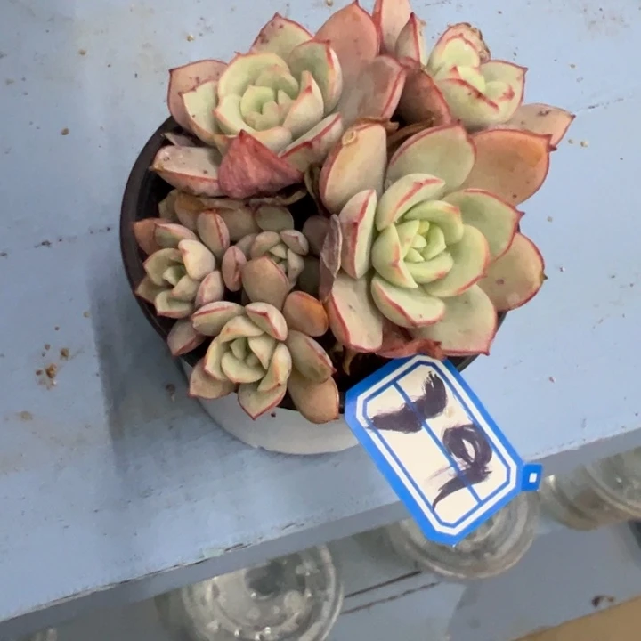 王***.一物一拍凌波仙子多肉39