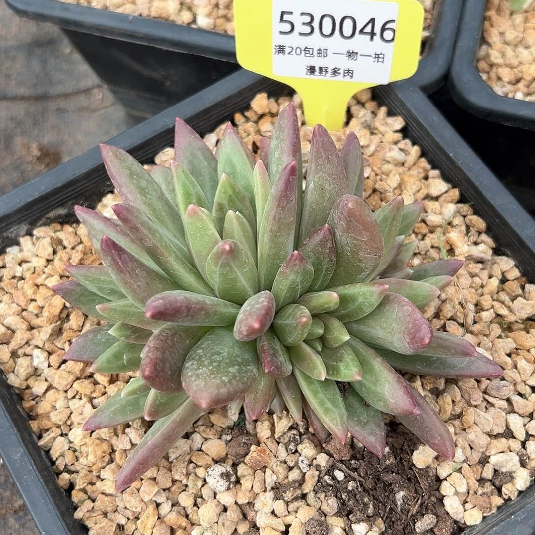 530046 迷雾泡泡5头无砍群生正版