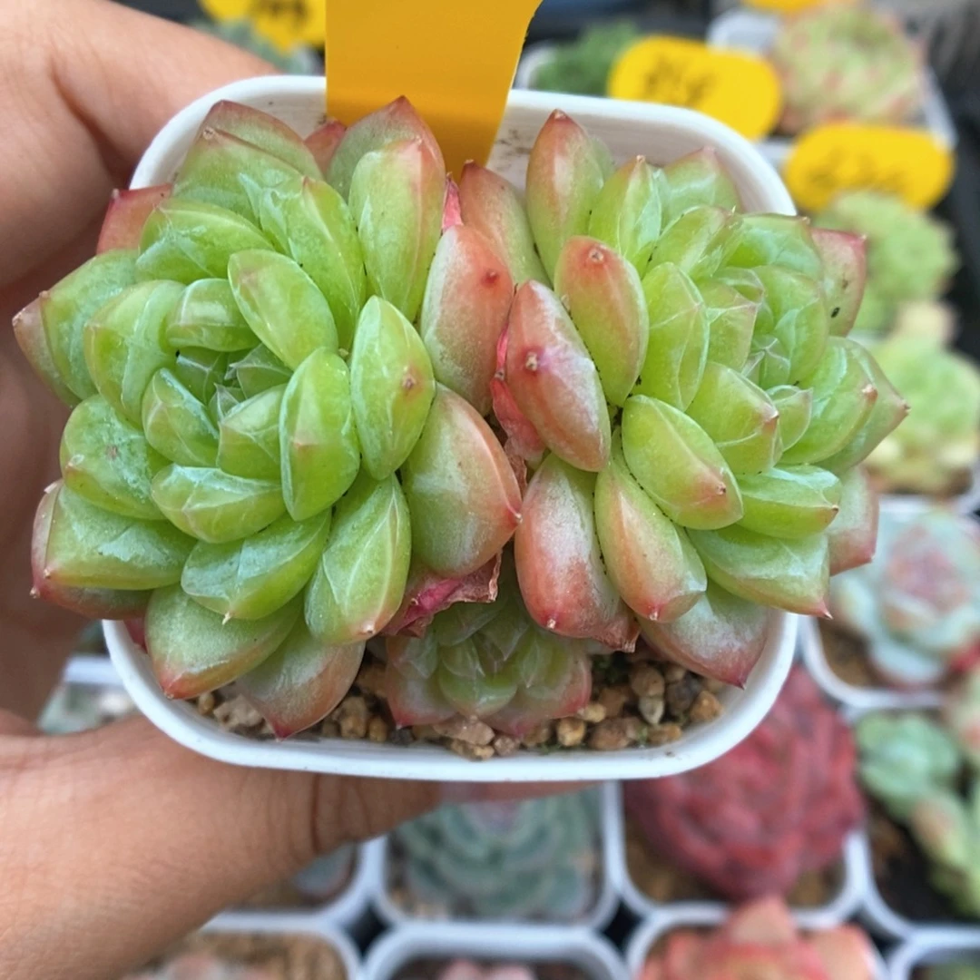 绿晶体珍妮群生211号