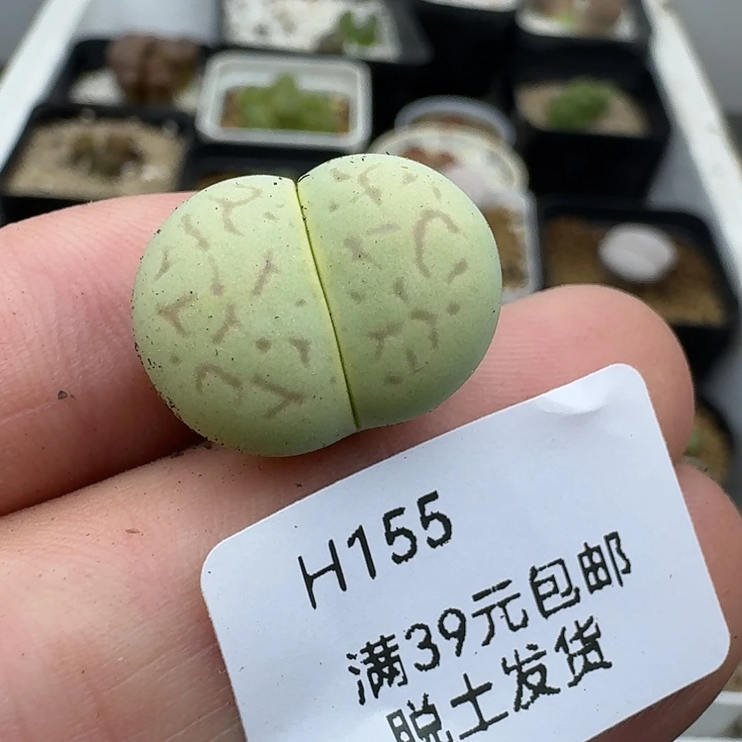 155多肉哈哈哈哈哈哈哈