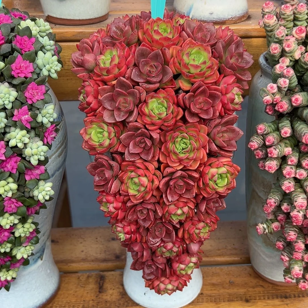 040巧乐兹多肉组合花园