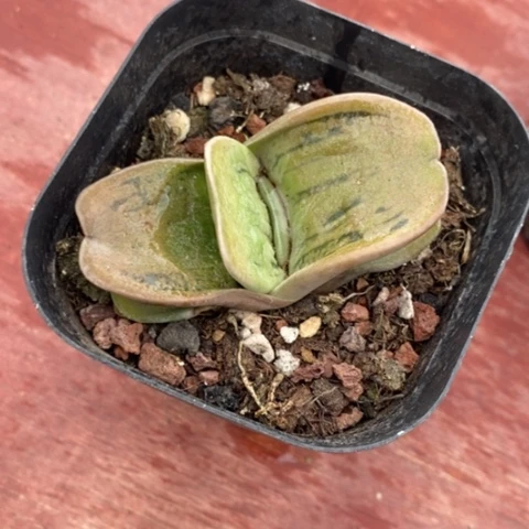 卧牛单头5仙人球