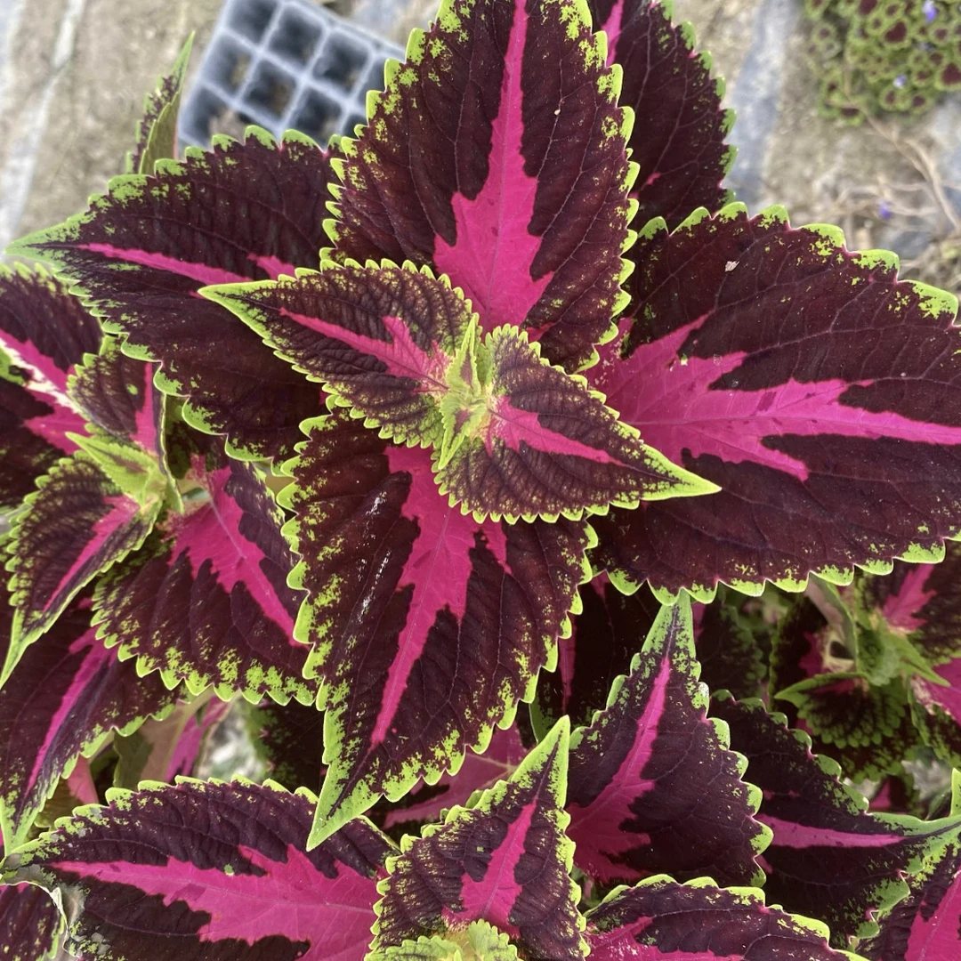 彩叶草盆栽高颜值好养庭院阳台观叶植物