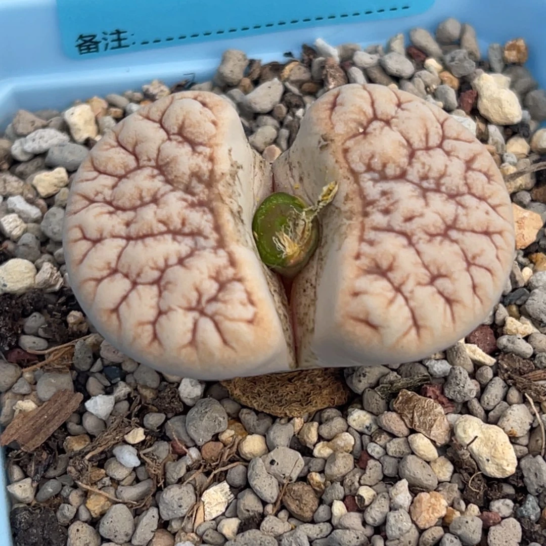 8200睫毛拿铁荒一颗