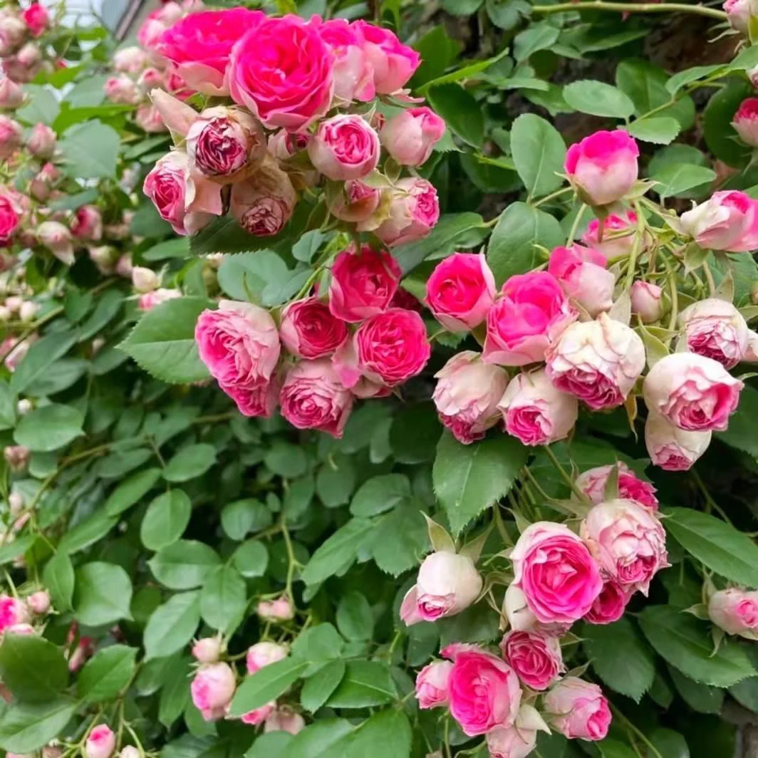 胭脂扣棒棒糖树桩月季四季开花多头浓郁盆栽地栽阳台庭院楼顶种植