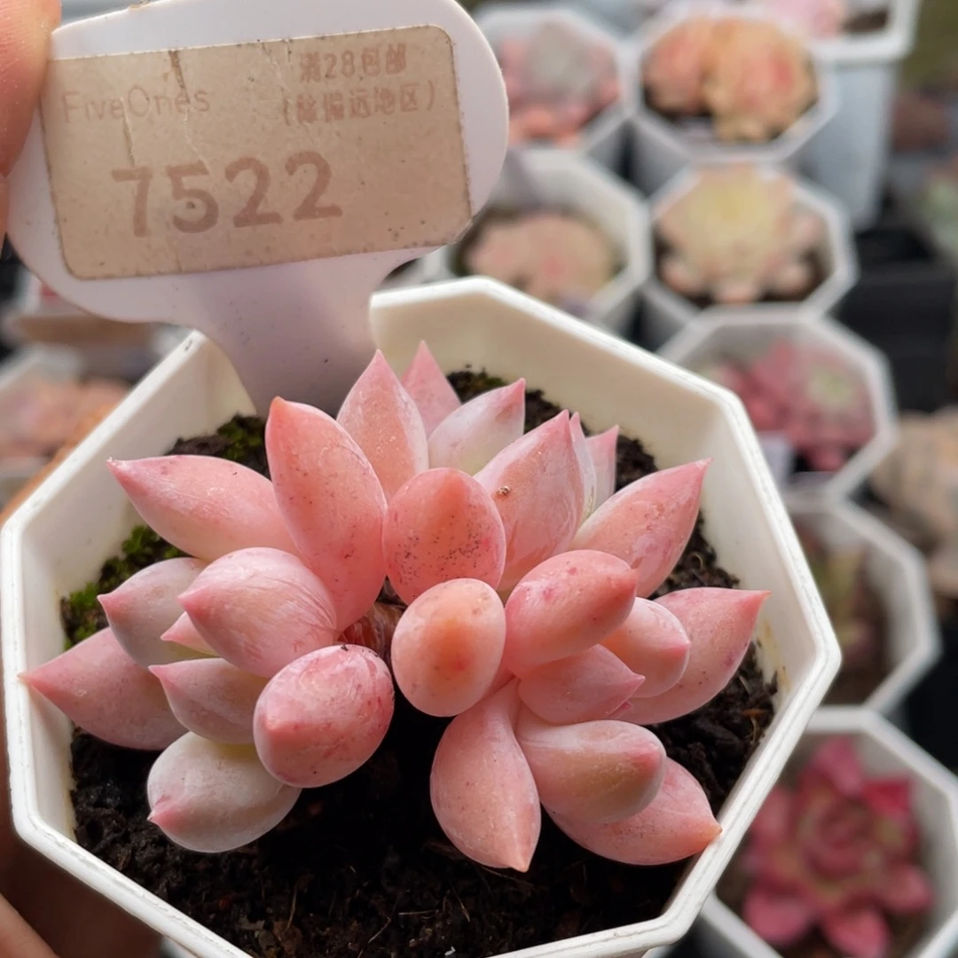 所罗门7522-5.5厘米