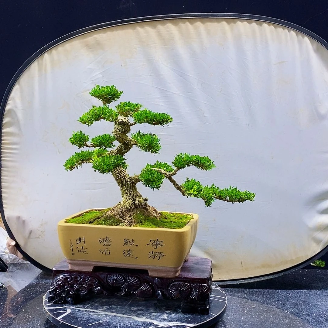 无花朵黄杨盆景造型