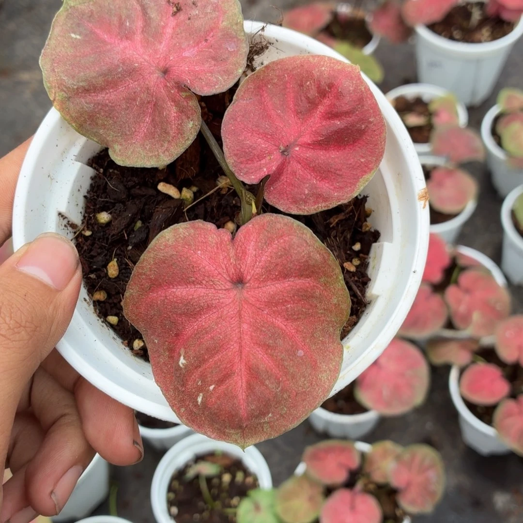 大部分花苞少量开放B375