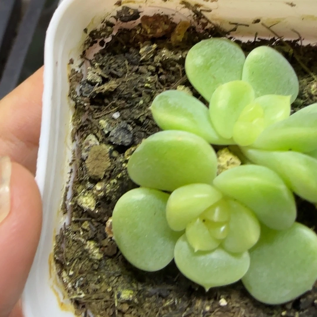 199 一物一拍 满20包邮