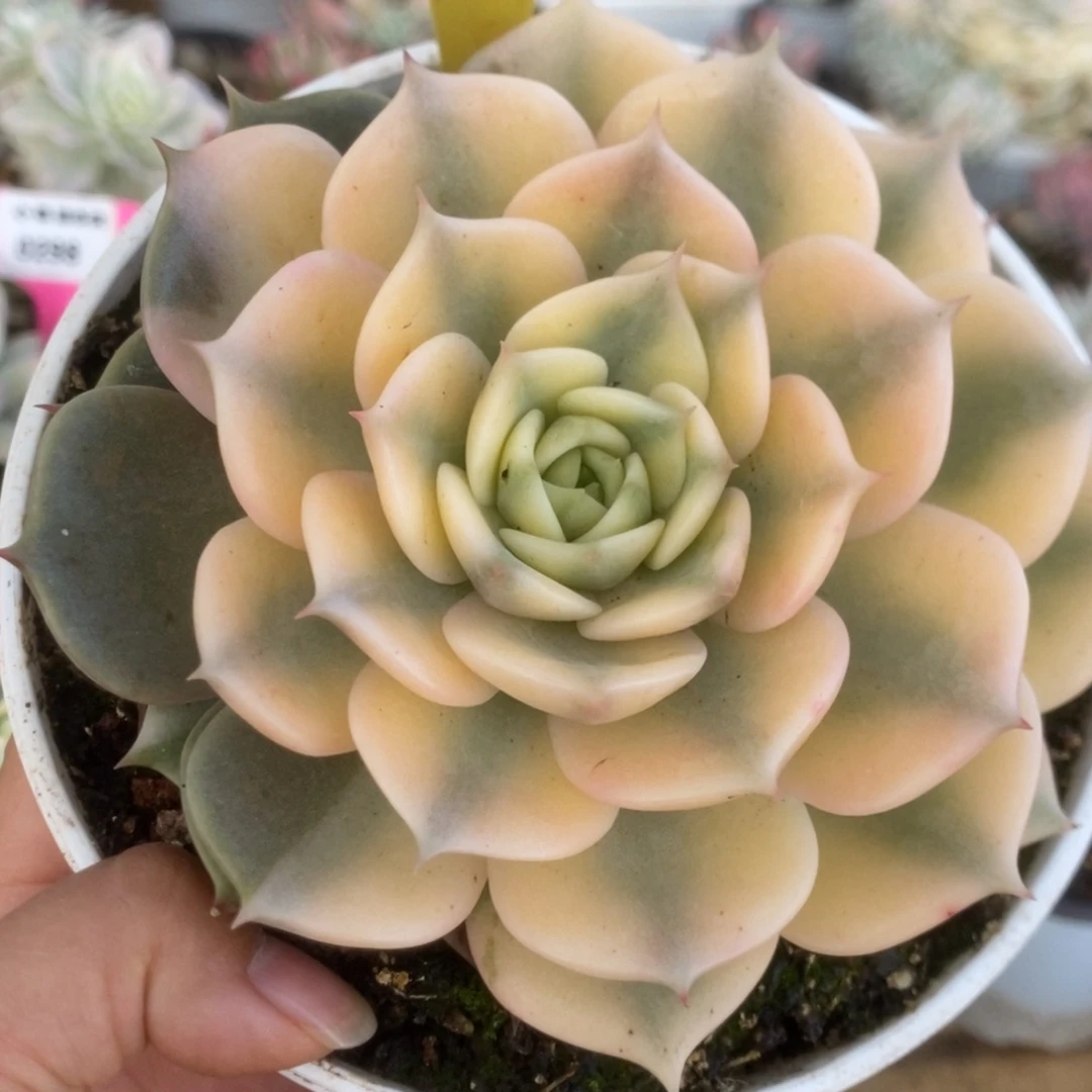 302贝加尔湖锦锦锦锦锦