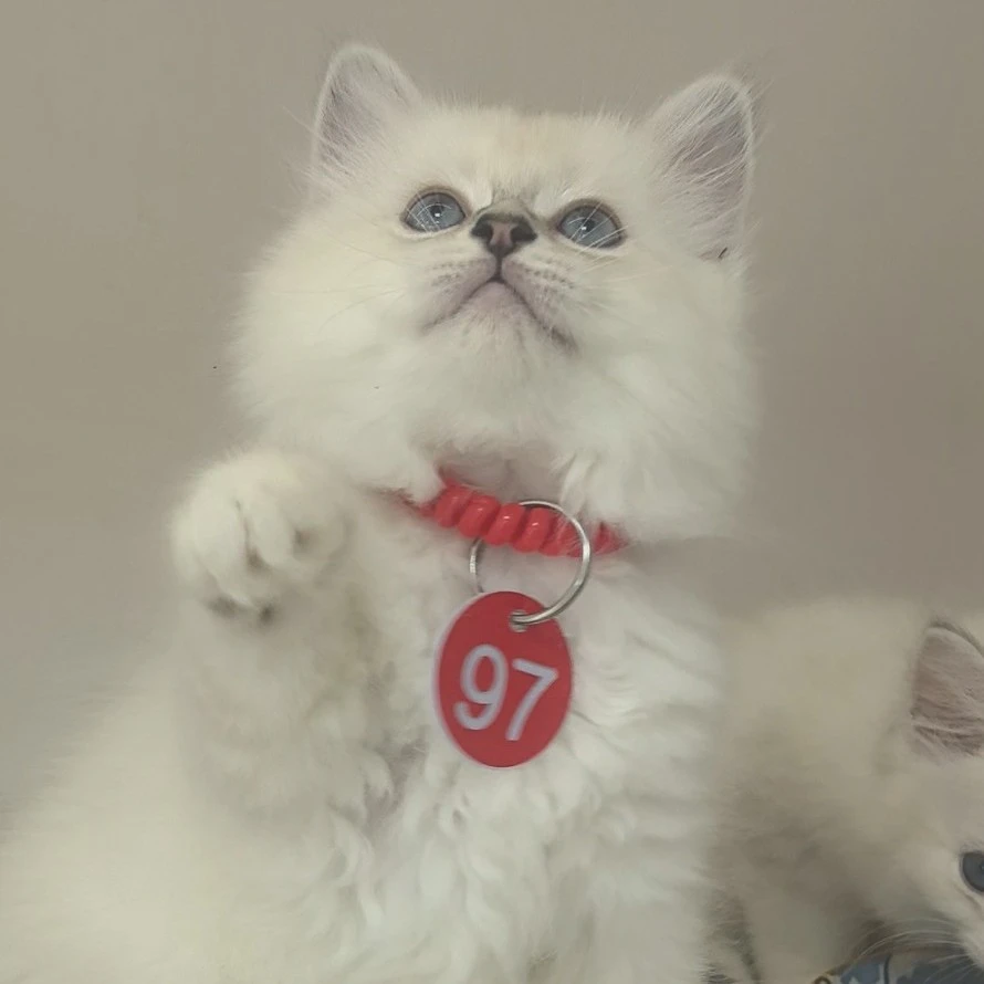 金点高地一猫一卖