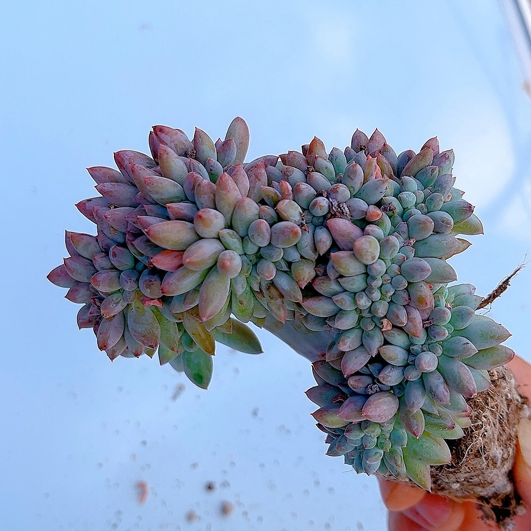 满15包邮（所罗门缀化）多肉植物 造型不统一 介意勿拍直播展示为准