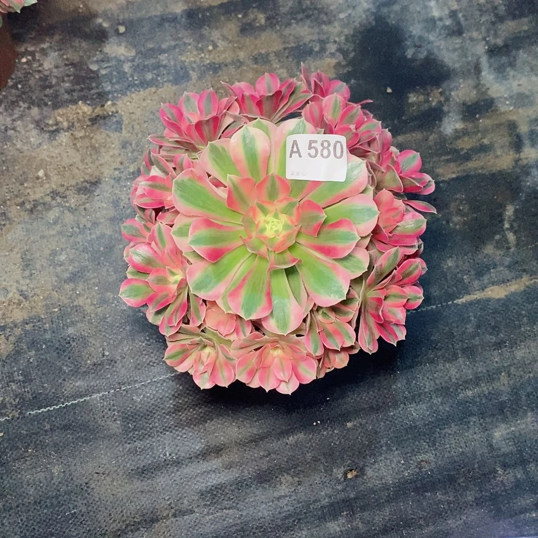 粉女巫580多肉111111