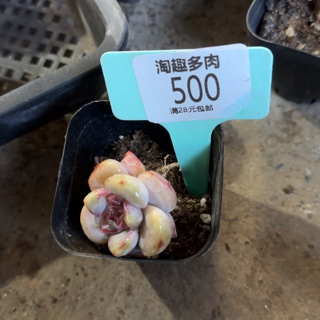 茗多肉植物星星血单头