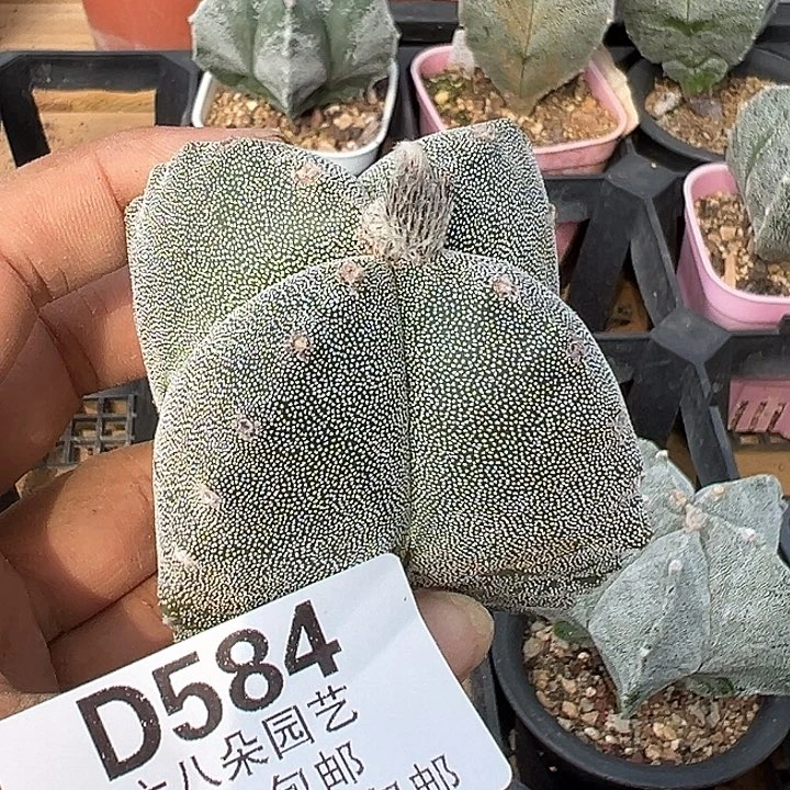 董***欣584号实生鸾多肉植物