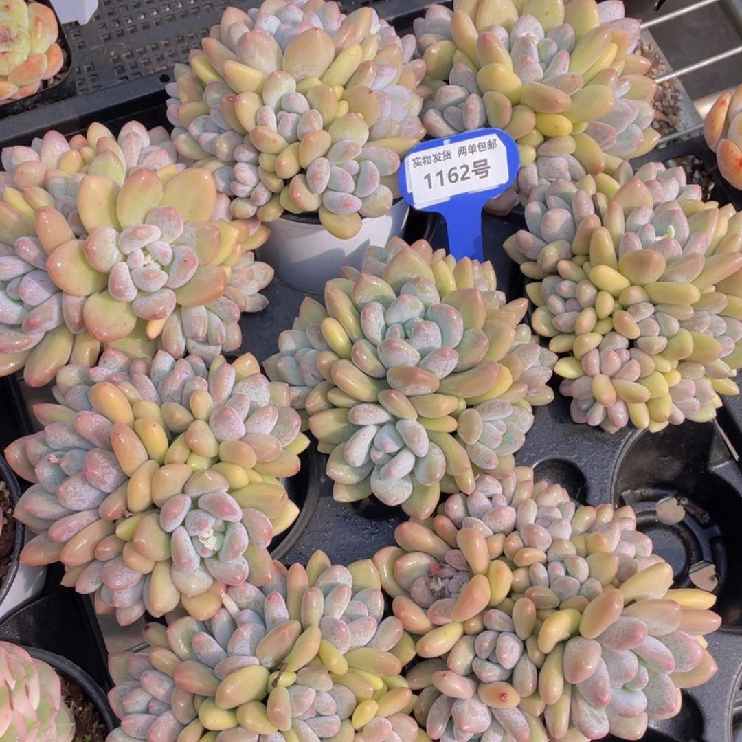 1162号奶油香水手捧大群生七头起一个