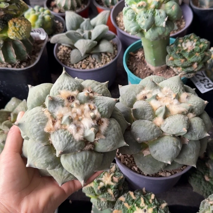 天**子两个落地超大丸叶怒涛牡丹