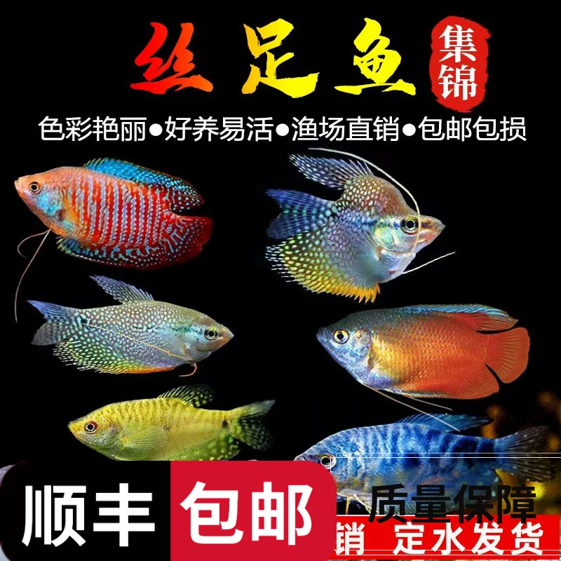 蓝曼龙黄曼龙五彩丽丽鱼热带淡水观赏鱼耐活冷水鱼鱼观赏鱼好养
