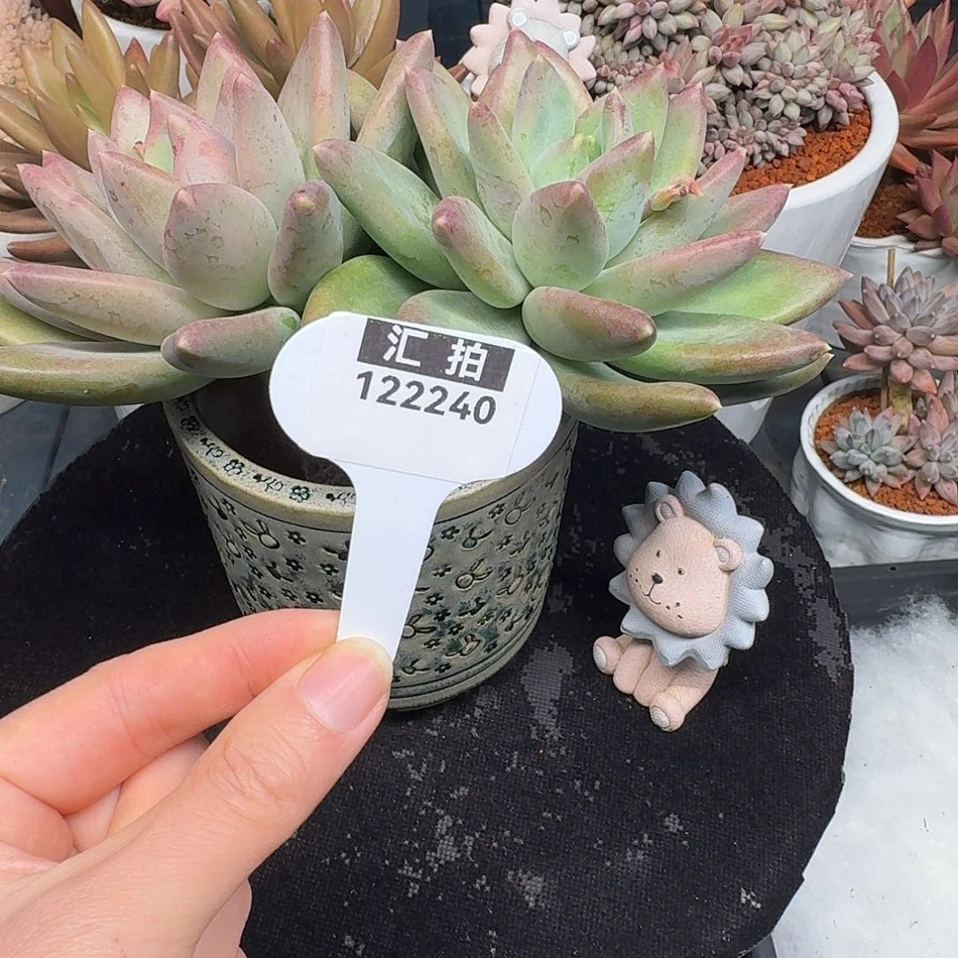 精品多肉植物122240
