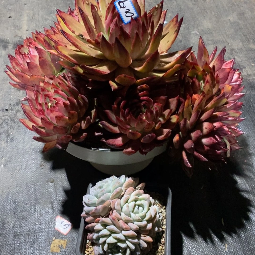 万**红福利红爪a19