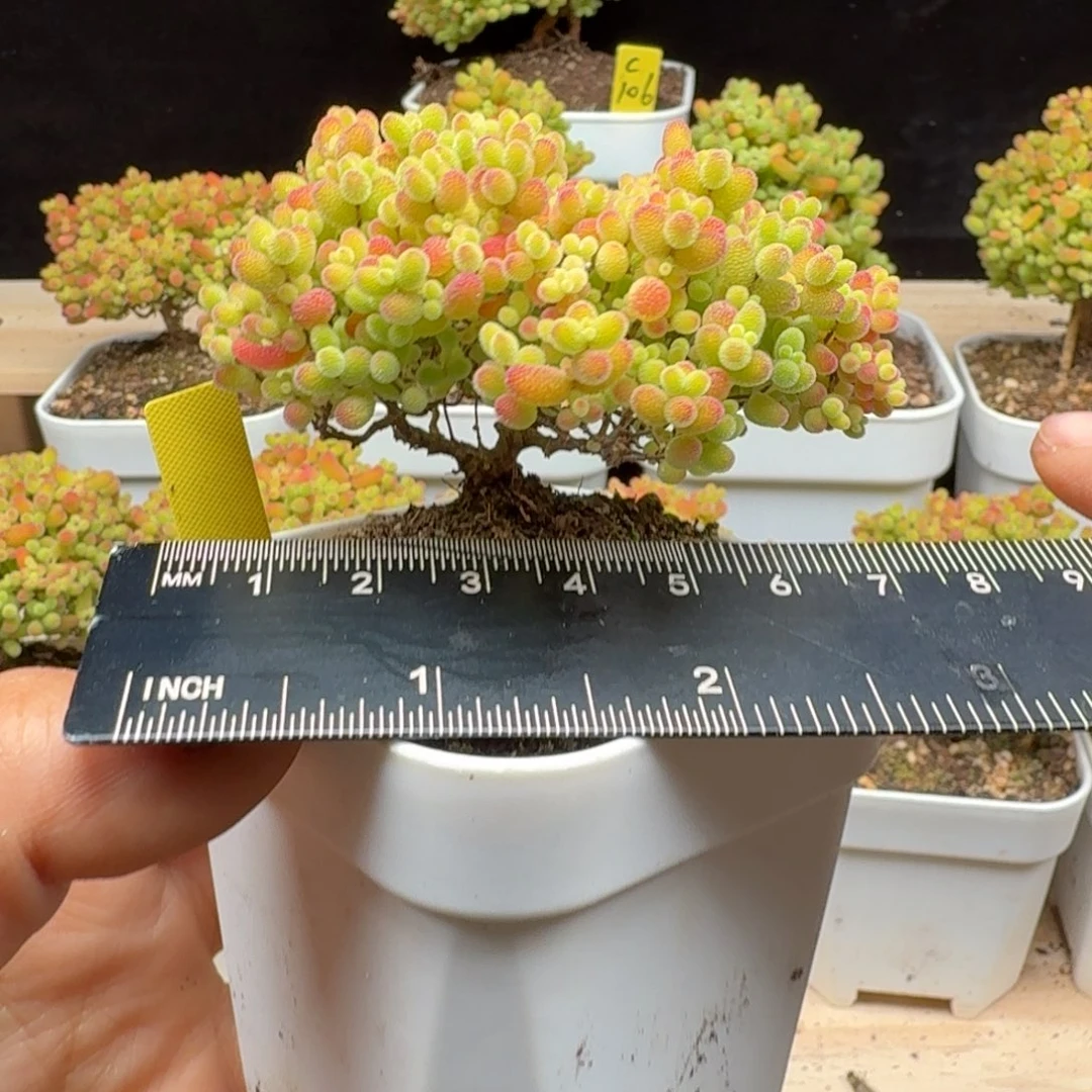 c73号蜜橘冠服7厘米