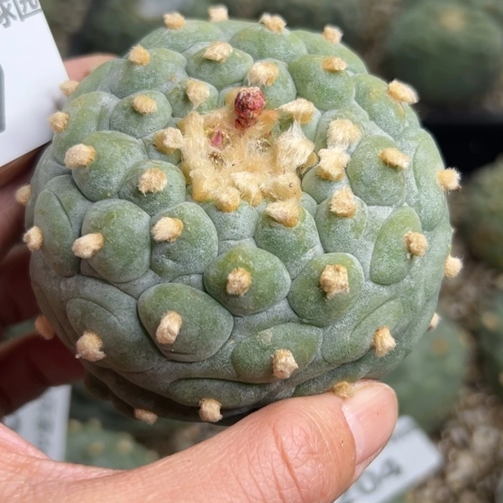 A****?207 根点 仙人球的故事是