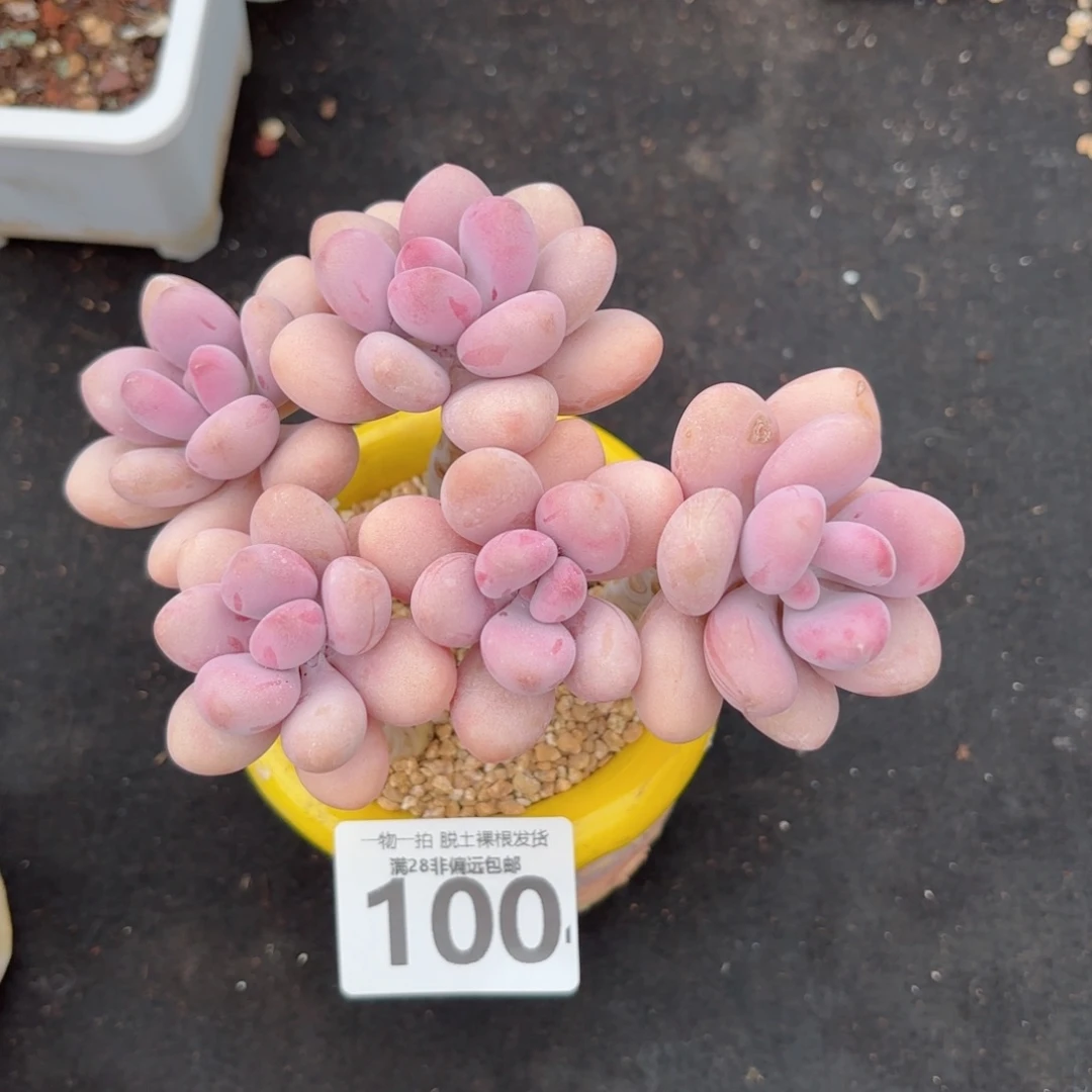 糖果桃蛋老桩无盆土发货