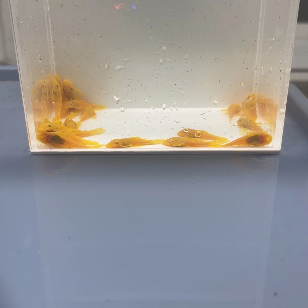 清道夫鱼小胡子20条开箱视频报损