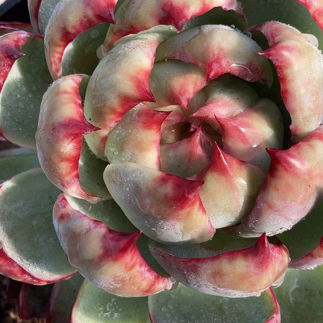 80 一物一拍多肉不退不换