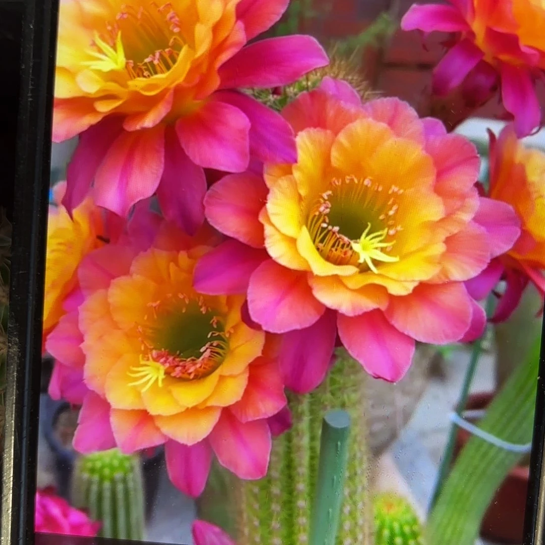 时光金妞侧牙20包邮5