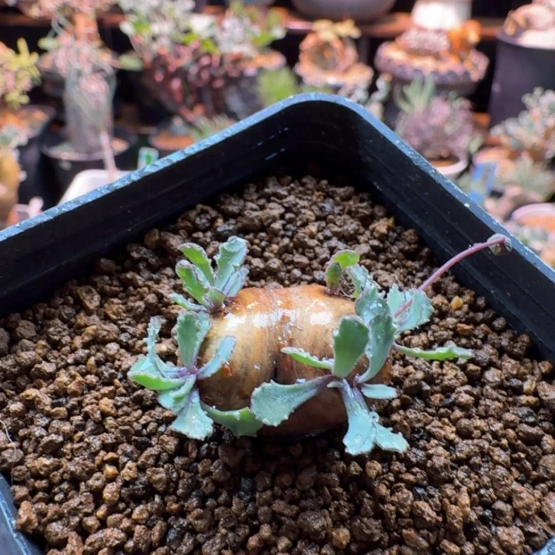 格加厚墩884 仙人球