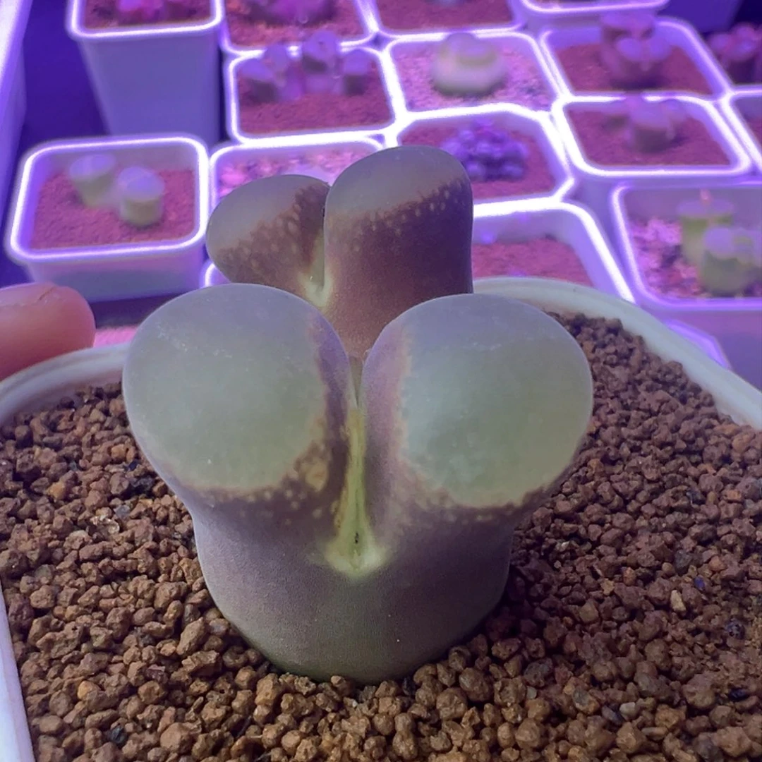 纳*新粉福利专拍。