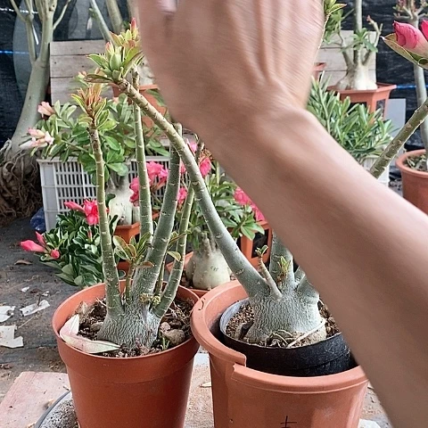 【闪购商品】m**足绿植