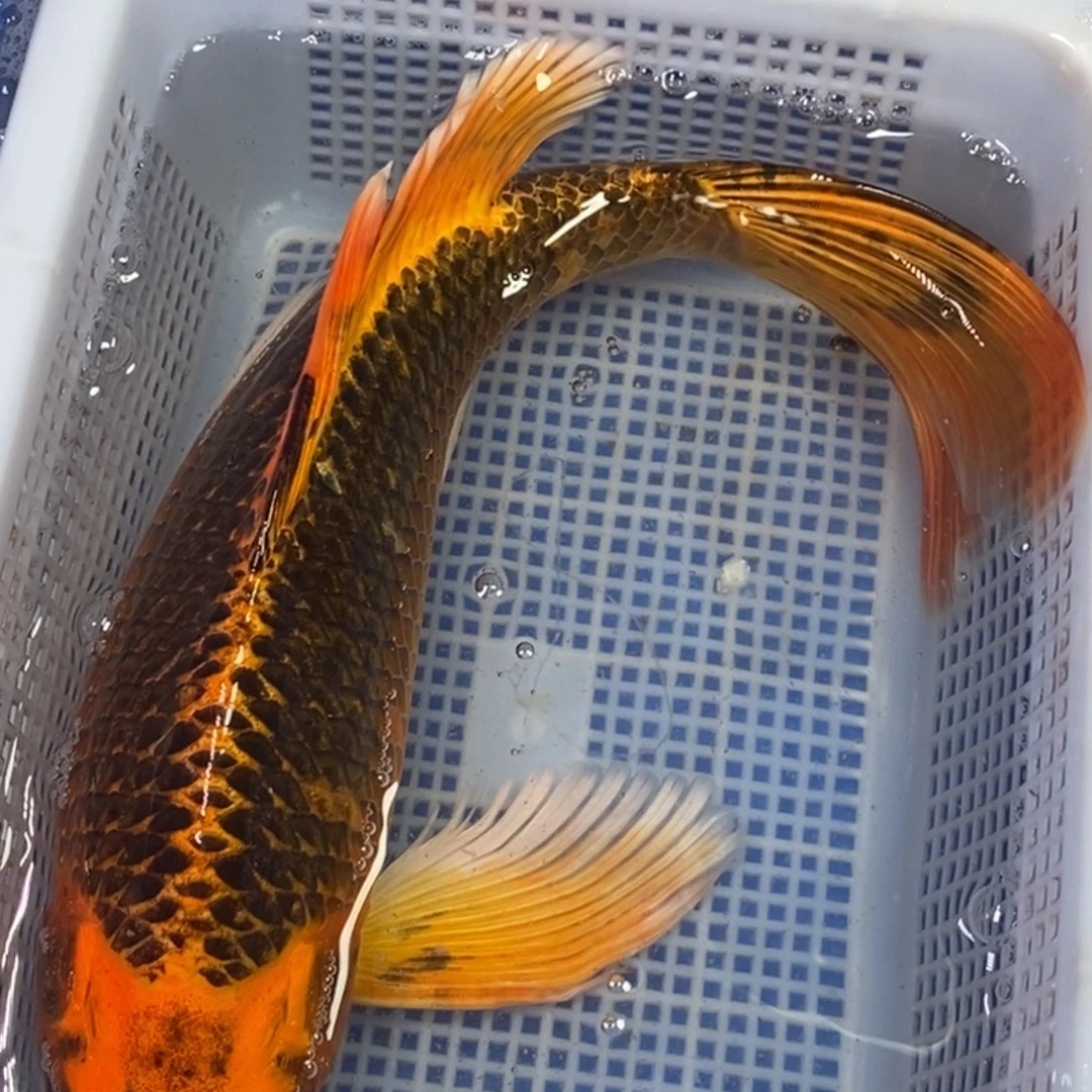 锦鲤冷水锦鲤包邮