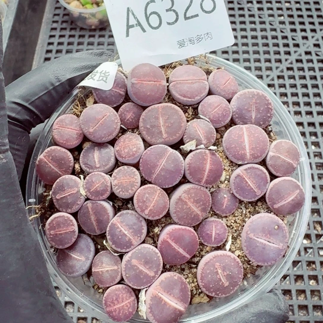 6328—生石花 生石花